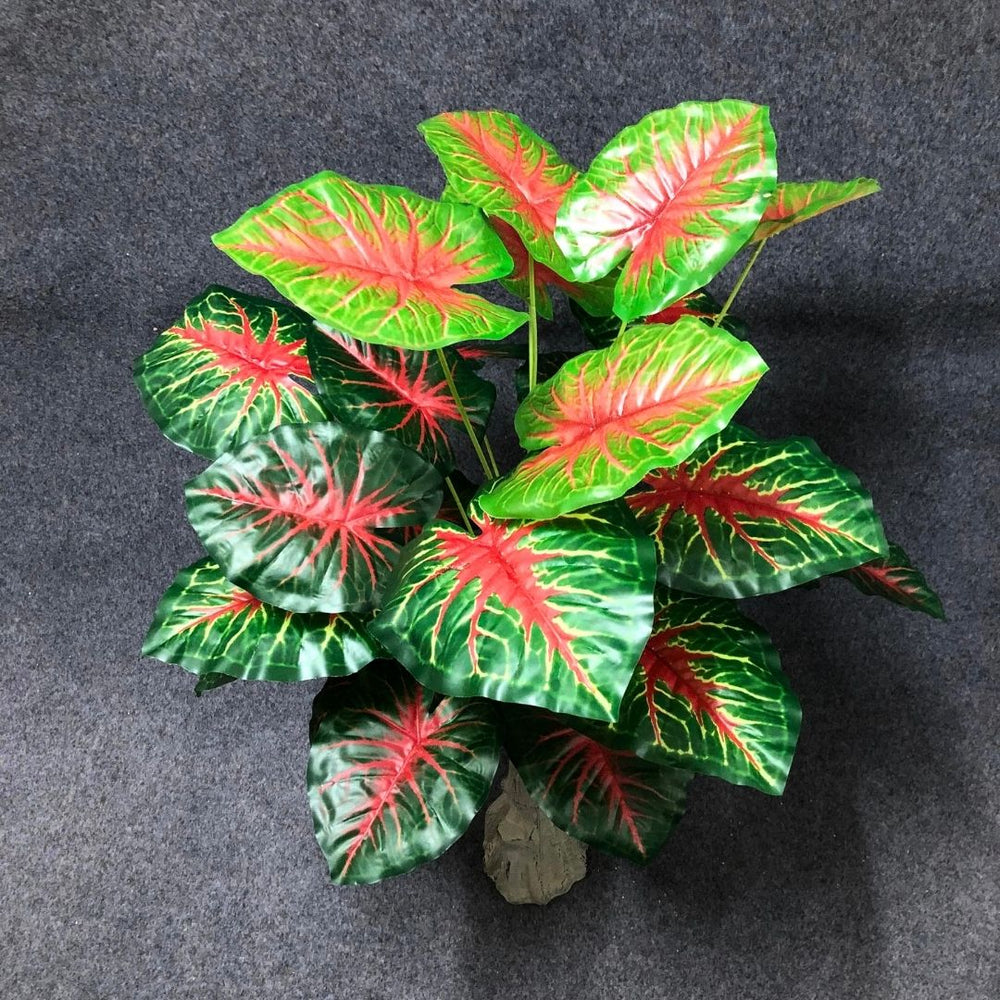 Eywa Tropical Plants - Nuvoula